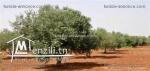 terrain agricole olives 95hectares zaghoin