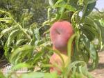 1 hectar 3000 peache 10 arbres olives maison goutte a goutte