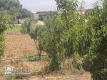1 hectar 3000 peache 10 arbres olives maison goutte a goutte