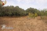 vendre un terrain à Sidi Madhkour_Dar Alouche 5
