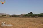 à vendre à El Haouaria 2 hectares