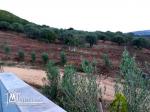 A vendre terrain agricole Bizerte Mateur Superficie: 44hectares 54809728
