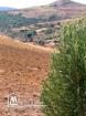 A vendre terrain agricole Bizerte Mateur Superficie: 44hectares 54809728