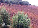 A vendre terrain agricole Bizerte Mateur Superficie: 44hectares 54809728
