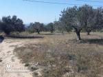 Terrain 1710 m compagne Hammamet
