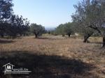 Terrain 1710 m compagne Hammamet