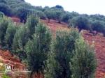 A vendre terrain agricole #Bizerte