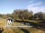 Un terrain à Hammamet, Mrezgua à seulement 250 dt le mètre.