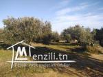 Un terrain à Hammamet, Mrezgua à seulement 250 dt le mètre.