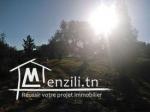 Un terrain à Hammamet, Mrezgua à seulement 250 dt le mètre.