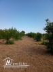 terrain  à bejaoua2 oued ellil Manouba