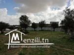 Terrain à vendre à Manouba Sanhaja