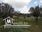 Terrain à vendre à Manouba Sanhaja