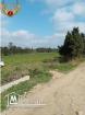 terrain a vendre a tamizret-kelibia