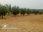 ارض للبيع