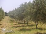 terrain a vendre 17000m² contient 650 arbres olive