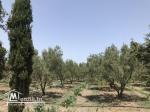 Ferme( senia, سانية  ) d’oliviers de 5 hectares à vendre à Soliman