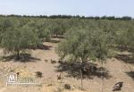 Ferme( senia, سانية  ) d’oliviers de 5 hectares à vendre à Soliman