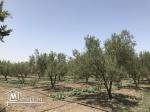 Ferme( senia, سانية  ) d’oliviers de 5 hectares à vendre à Soliman