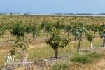 VENTE EXPLOITATION AGRICOLE OUESLATIA
