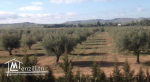 MAGNIFIQUE VERGER D'OLIVIERS BIO- 6HA