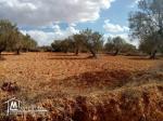 TERRAIN #agricole Hectare à kalaa kibira sur la route DAR ZITOUNA sur la route principale