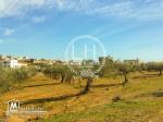 terrain a vendre de  hamammet yasmine