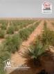 Terrain Agricole Ksar Daghara à Vendre à Remada