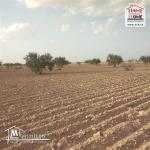 Terrain Agricole Liellauki à Vendre à Skhira