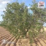 Terrain Agricole Liellauki à Vendre à Skhira