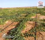 Terrain Agricole Népal à Vendre à Remada