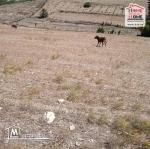 Terrain Agricole Bayar à Vendre à Bizerte Sud