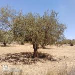 Terrain agricole Oliviers a vendre Ouerdanine -Monastir