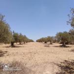 Terrain agricole Oliviers a vendre Ouerdanine -Monastir