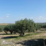 terrain agricole  oliviers