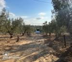 Terrain a vendre a menchar hammamet