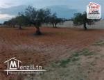 Terrain Sergio à Vendre à Chat Mariem Sousse