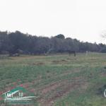 VT778Terrain agricole 5396 m² à hammam ghzez