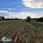 VT778Terrain agricole 5396 m² à hammam ghzez