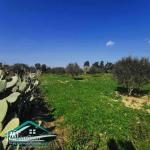 VT792:Terrain agricole 5000 m² à Tahert Kelibia