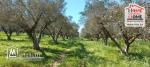 Terrain Agricole à Vendre à Menzel Bourguiba