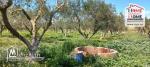 Terrain Agricole à Vendre à Menzel Bourguiba