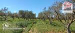 Terrain Agricole à Vendre à Menzel Bourguiba