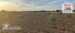 Terrain Agricole Jemma à Vendre à Béjaoua