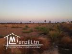 Terrain 1ere position Sidi Youssef