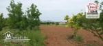 Terrain Agricole Asouja à Vendre à Ghar EL Mellah