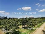 Terrain agricole Beni Wayel Hammamet VT2280