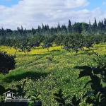 Terrain a bordj hfaiedh