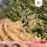 Terrain de belle Vue a Foukaia ChattMeriem