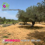 une ferme a Foukaia chat Meriem de 1738 m²